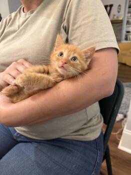 Sawyer (available for pre-adoption) -  Domestic Short Hair Cat for Adoption in Camden, South Carolina - Sawyer (available For Pre-adoption) | PetCurious