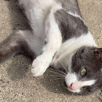 Rescue Domestic Short Hair Cats for Adoption in Monroe, Michigan - Toby Grey | PetCurious