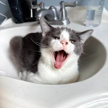 Domestic Short Hair Cats Available for Adoption in St. Louis, Missouri - Latke | PetCurious