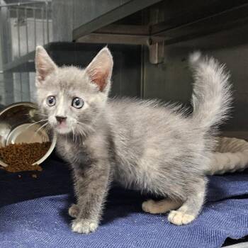 Taco -  Domestic Medium Hair Cat for Adoption in Lake Jackson, Texas - Taco | PetCurious
