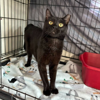 Rescue Domestic Short Hair Cats for Adoption in Jefferson City, Tennessee - Salem | PetCurious