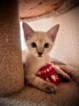 Finn -  Siamese Cat for Adoption in San Antonio, Texas - Finn | PetCurious