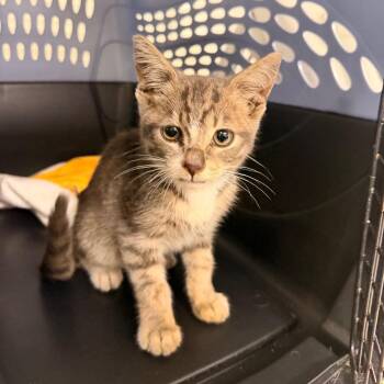 Creek -  Domestic Short Hair Cat for Adoption in Indianapolis, Indiana - Creek | PetCurious