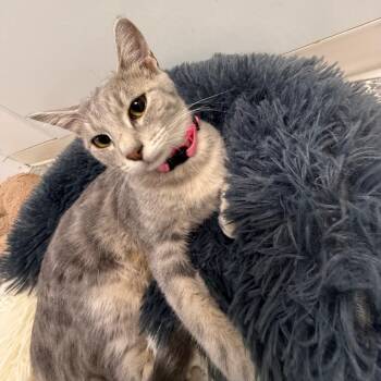 Phyllis -  Domestic Short Hair Cat for Adoption in Carroll, Iowa - Phyllis | PetCurious