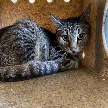 Domestic Short Hair Cats Available for Adoption in Memphis, Tennessee - NITTY | PetCurious