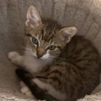 Trevor Tatertot -  Domestic Short Hair Cat for Adoption in Fredericksburg, Virginia - Trevor Tatertot | PetCurious