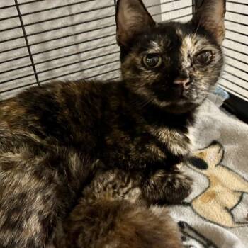 Domestic Short Hair Cats Available for Adoption in Webster, Texas - Luna Bear | PetCurious