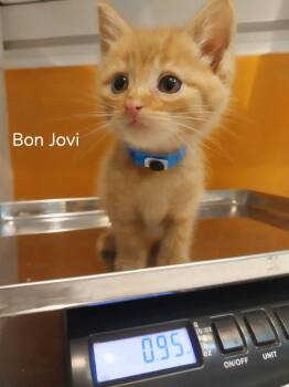 Bon Jovi (91809) -  Domestic Short Hair and Tabby Cat for Adoption in St. George, Utah - Bon Jovi (91809) | PetCurious