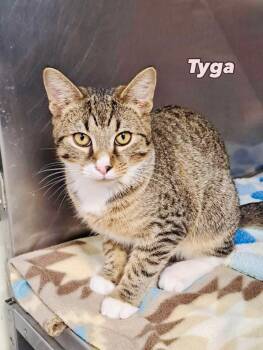 Domestic Short Hair Cats Available for Adoption - Tyga | PetCurious