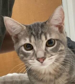 Tomato -  Domestic Short Hair Cat for Adoption in Eugene, Oregon - Tomato | PetCurious