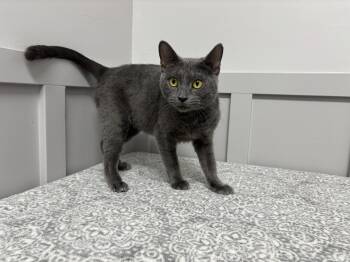 Rescue Domestic Short Hair Cats for Adoption in Frankfort, Indiana - Acappella | PetCurious