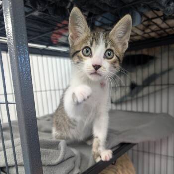 Railroad -  Domestic Short Hair Cat for Adoption in Watertown, New York - Railroad | PetCurious