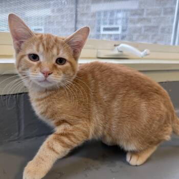 Arlene -  Domestic Short Hair Cat for Adoption in Latrobe, Pennsylvania - Arlene | PetCurious