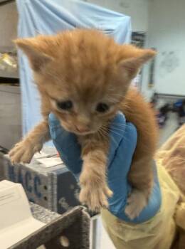 Runner -  Domestic Short Hair Cat for Adoption - Runner | PetCurious