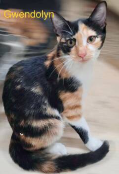 Gwendolyn -  Calico Cat for Adoption in Mount Pleasant, Texas - Gwendolyn | PetCurious