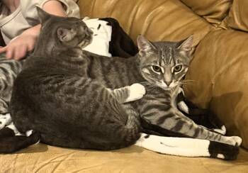 Domestic Short Hair Cats Available for Adoption in Sebastian, Florida - Tigger / Booties | PetCurious