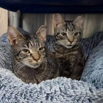 Lida -  Domestic Short Hair Cat Available for Adoption in Cumming, Georgia - Lida | PetCurious
