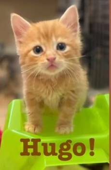 Rescue Domestic Long Hair Cats for Adoption in New Braunfels, Texas - Hugo | PetCurious