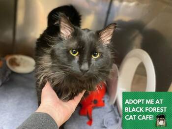 Domestic Long Hair Cats Available for Adoption - BLACKHAWK | PetCurious