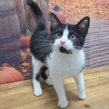 Boba -  Domestic Short Hair Cat for Adoption in Normal, Illinois - Boba | PetCurious