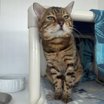 Bubby -  Domestic Short Hair Cat for Adoption in Warwick, Rhode Island - Bubby | PetCurious