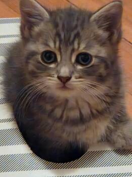 Grace Kelly -  Domestic Short Hair Cat for Adoption in Pomona, New York - Grace Kelly | PetCurious