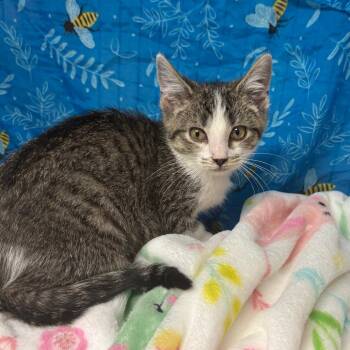 Harry -  American Shorthair Cat for Adoption in Greenfield, Indiana - Harry | PetCurious
