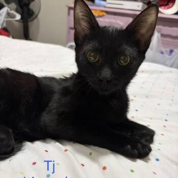 Tj -  Domestic Short Hair Cat for Adoption - Tj | PetCurious
