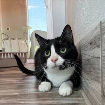Chai -  Domestic Short Hair and Mixed Breed Cat for Adoption in West Des Moines, Iowa - Chai | PetCurious