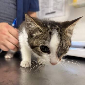 Henny Penny -  Domestic Medium Hair Cat for Adoption in Charleston, West Virginia - Henny Penny | PetCurious