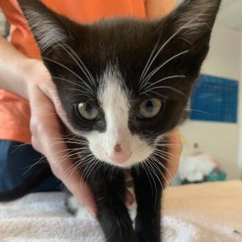 Glorious Pineapple 15 -  Domestic Short Hair Cat for Adoption in Austin, Texas - Glorious Pineapple 15 | PetCurious