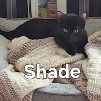 SHADE -  Domestic Short Hair Cat for Adoption in Gresham, Wisconsin - SHADE | PetCurious