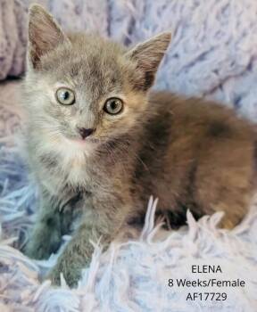 Elena -  Domestic Short Hair Cat for Adoption - Elena | PetCurious