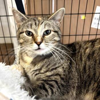 American Shorthair Cats Available for Adoption in Warrensburg, Missouri - Mirabelle | PetCurious