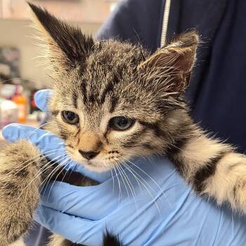 Fish -  Domestic Short Hair Cat Available for Adoption in New York, New York - Fish | PetCurious