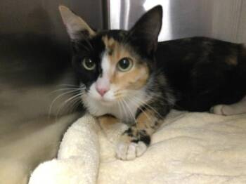 A1933135 -  Domestic Short Hair Cat for Adoption in Thousand Palms, California - A1933135 | PetCurious