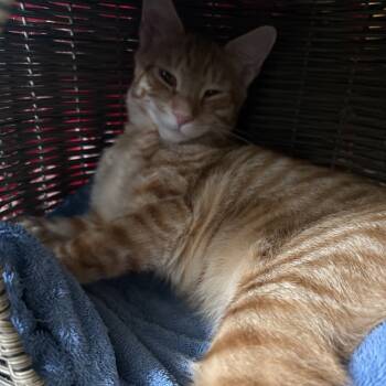 Rescue Domestic Short Hair Cats for Adoption in Mount Laurel Township, New Jersey - Oliver (and Autumn) | PetCurious
