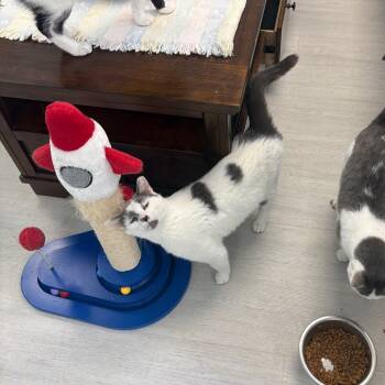 Rescue Domestic Short Hair Cats for Adoption in Pittsburgh, Pennsylvania - Mochi | PetCurious