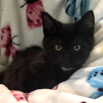 Scrambler -  Domestic Short Hair Cat for Adoption in Muncie, Indiana - Scrambler | PetCurious