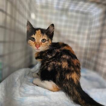 Nala -  Domestic Short Hair Cat for Adoption in Middletown, New York - Nala | PetCurious