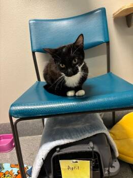 Balmorhea -  Domestic Short Hair Cat for Adoption in Fort Collins, Colorado - Balmorhea | PetCurious