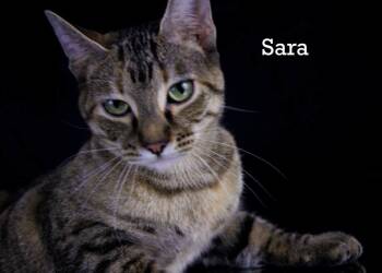 Torbie Cats Available for Adoption - Sara | PetCurious
