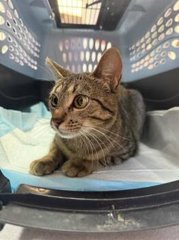 Domestic Short Hair Cats Available for Adoption in Fort Walton Beach, Florida - PRINCESS PEANUT | PetCurious