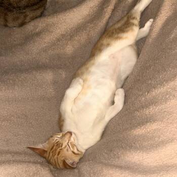 Stubentiger -  Domestic Short Hair Cat for Adoption in Philadelphia, Pennsylvania - Stubentiger | PetCurious