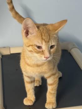 Aragorn -  Tabby Cat for Adoption in Mears, Michigan - Aragorn | PetCurious