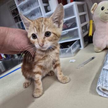 Chuckie -  Domestic Short Hair Cat for Adoption in Ardmore, Oklahoma - Chuckie | PetCurious