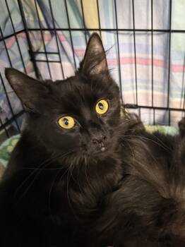 Domestic Long Hair Cats Available for Adoption - Sabine | PetCurious
