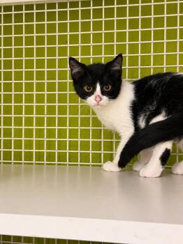 Index -  Domestic Short Hair Cat for Adoption in Gorham, Maine - Index | PetCurious