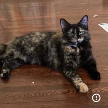 Rescue Domestic Long Hair Cats for Adoption in Lynchburg, Virginia - Snickers | PetCurious