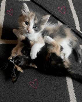American Shorthair Cats Available for Adoption in Goodyear, Arizona - Wendy, Willow & TigerLily | PetCurious